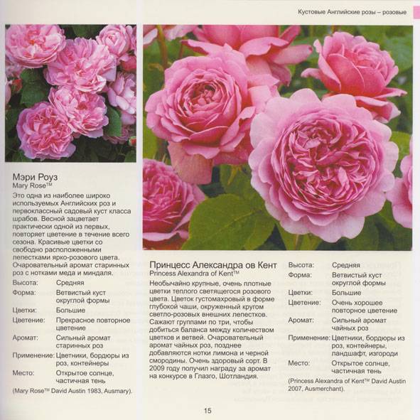 Роза аленушка: выращивание, описание сорт, посадка, уход, подготовка к зиме