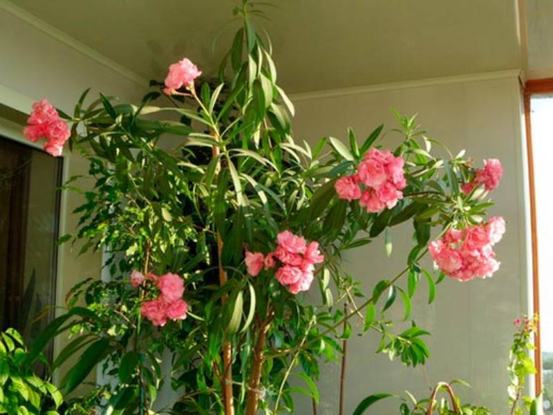 Выращивание олеандра в домашних условиях, уход, цветение, фото