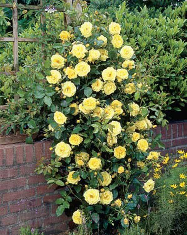 Клаймбер роза, что это такое. рамблеры, клаймберы и клайминги – три типа плетистых роз | ваш сад