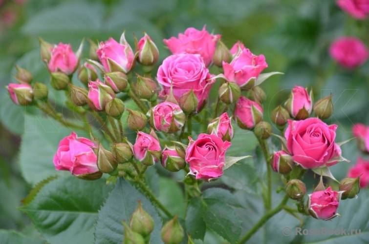 Роза лавли лидия (lovely lydia): фото, отзывы, описание, характеристики.