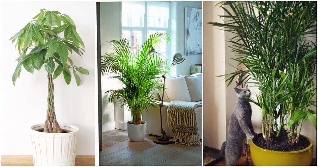 Стильные комнатные растения, которые безопасны для кошек и собак