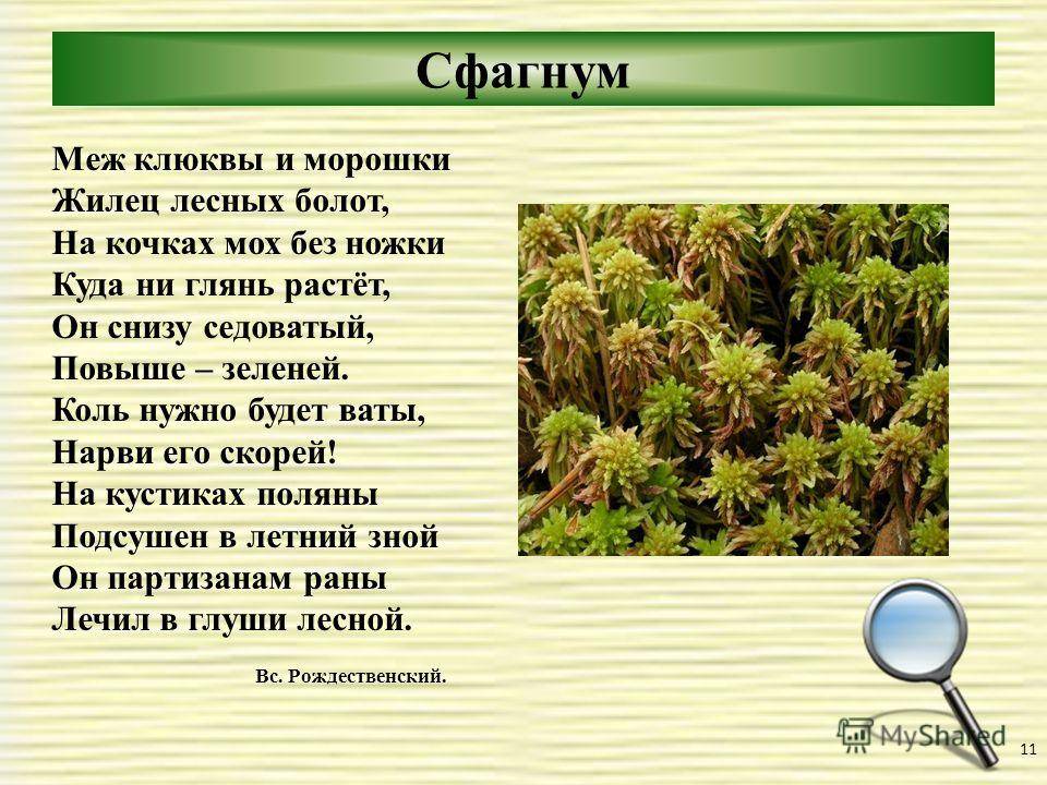 Мох сфагнум: описание, использование для комнатных растений. где растет сфагнум?