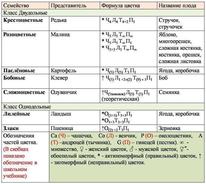 ᐉ список семейств растений - roza-zanoza.ru
