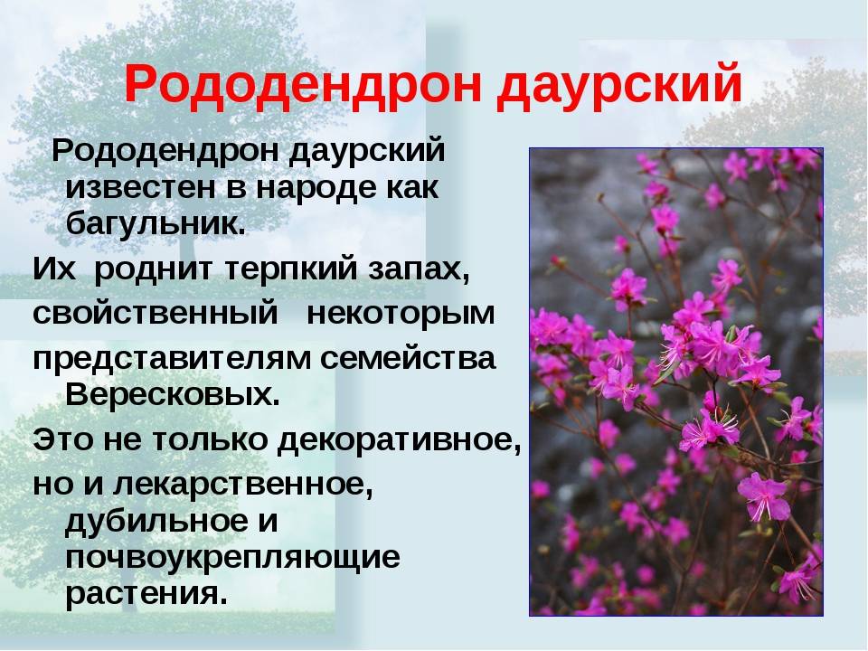 Цветение рододендронов: 4 шага к пышному цветению