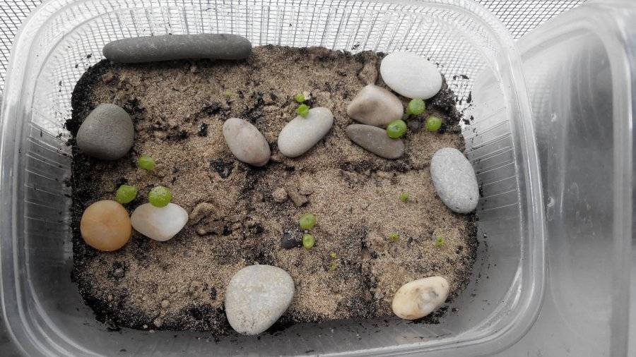 Цветок живые камни (литопсы) уход в домашних условиях (виды, фото) выращивание из семян