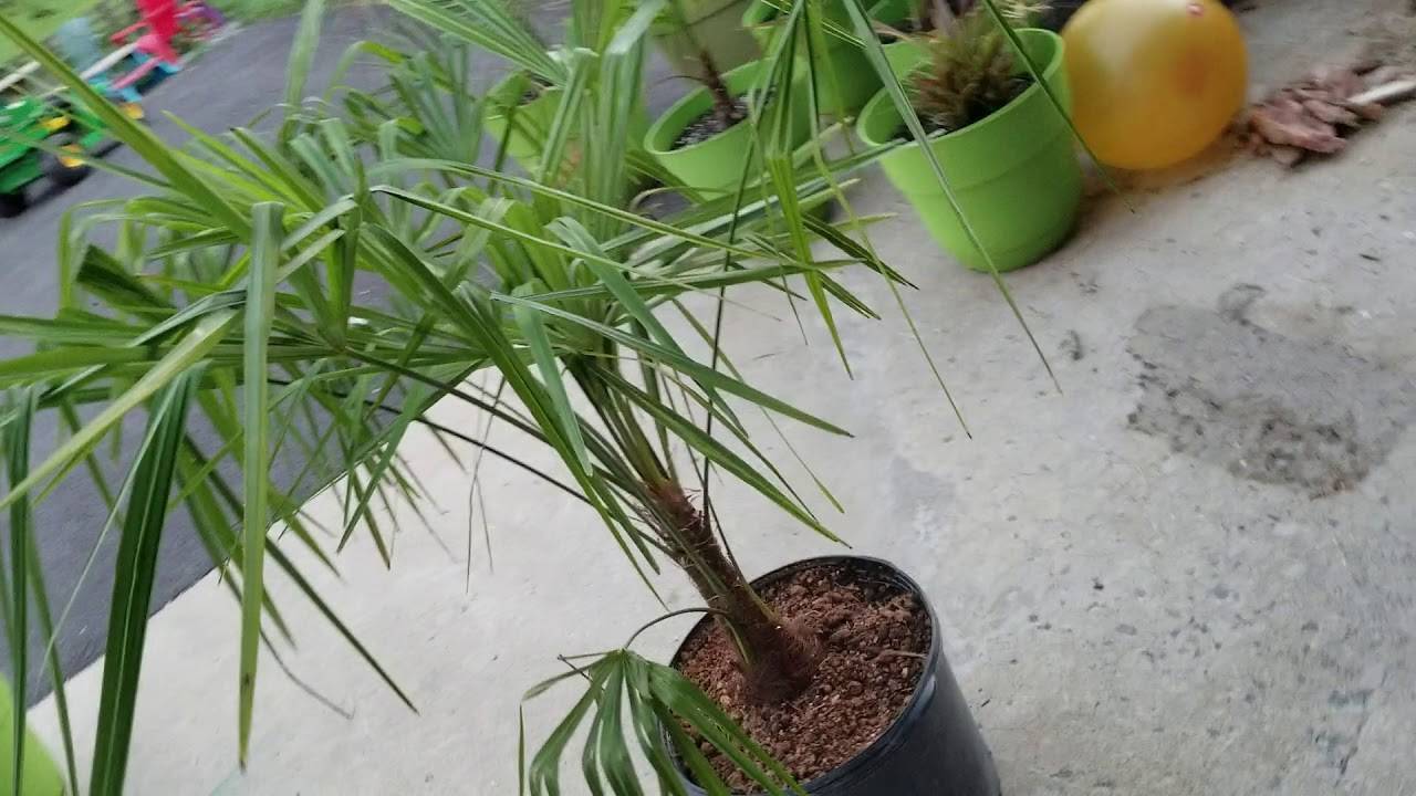 Экзотические пальмы рода трахикарпус: уход за растением, фото с описанием видов и сортов