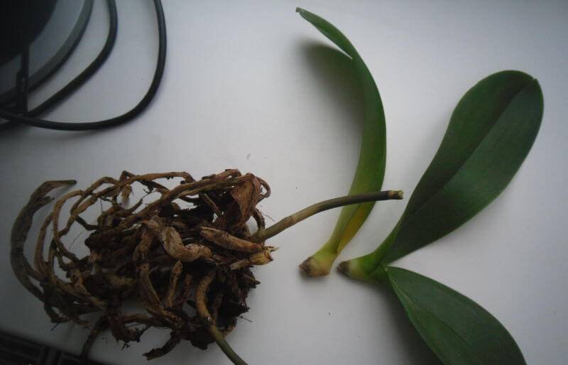 У орхидеи сгнили корни: причины и признаки загнивания и что делать, если гнилой цветок можно спасти, как начать спасение фаленопсиса и как сделать пересадку