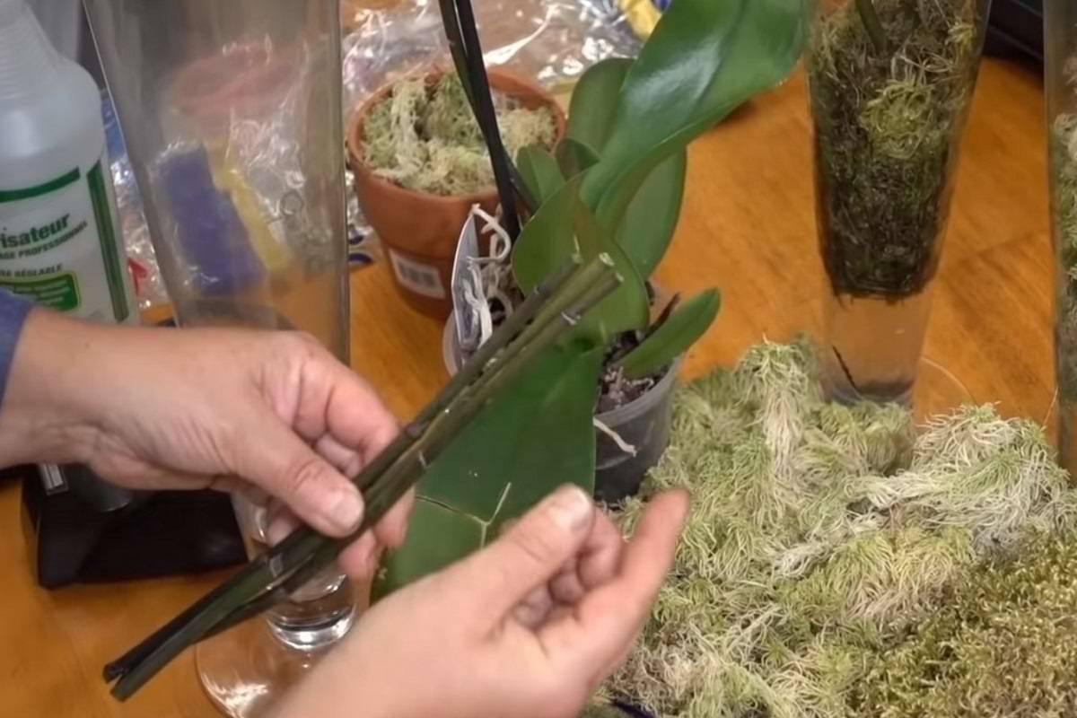 Выращивание орхидей — как размножить орхидею в домашних условиях