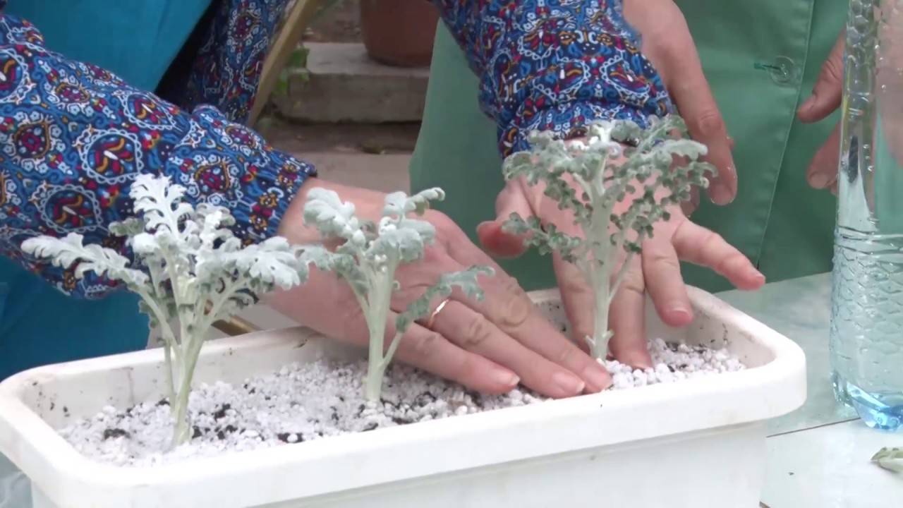 Как выращивать цинерарию из семян в домашних условиях | огородник