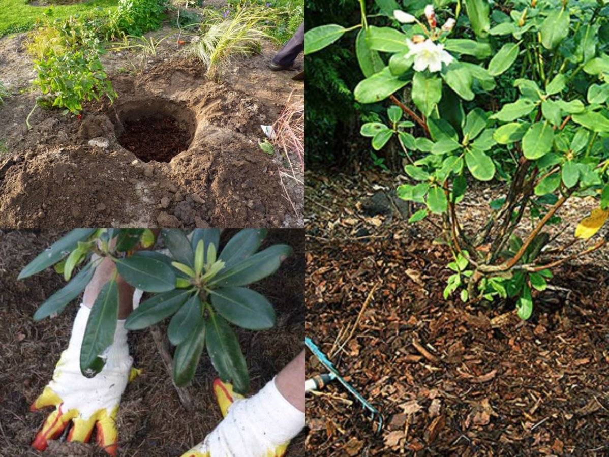 Рододендрон — правила посадки и ухода в открытом грунте — ботаничка