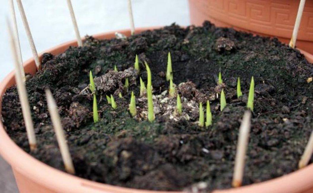 Каллы садовые: посадка и уход в открытом грунте, выращивание из клубней и распространенные болезни