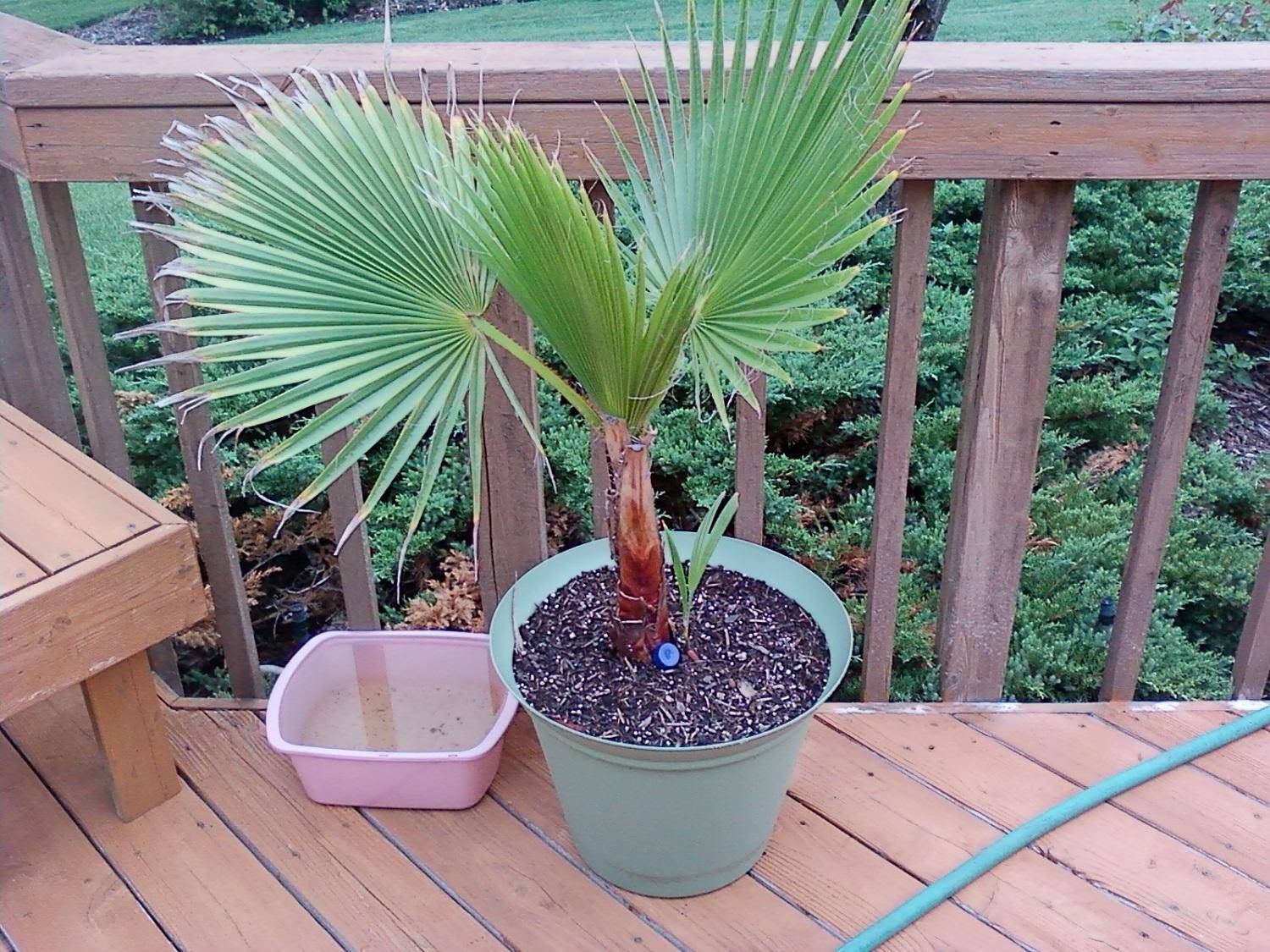 Вашингтония — самая массивная веерная пальма. уход в домашних условиях. фото — ботаничка