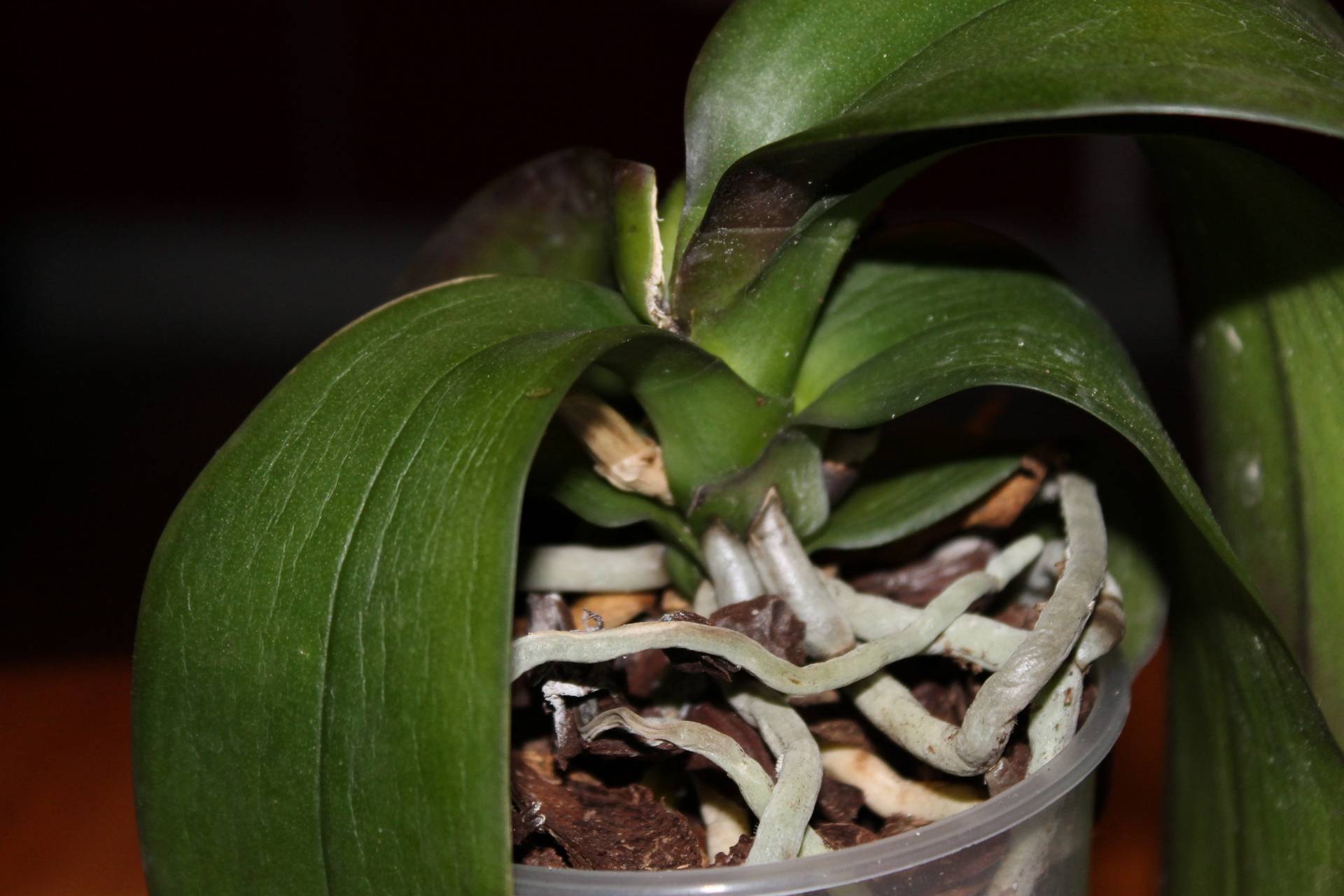 Почему у орхидеи вялые листья и что делать, если они пожухли: фото и видео о лечении болезни