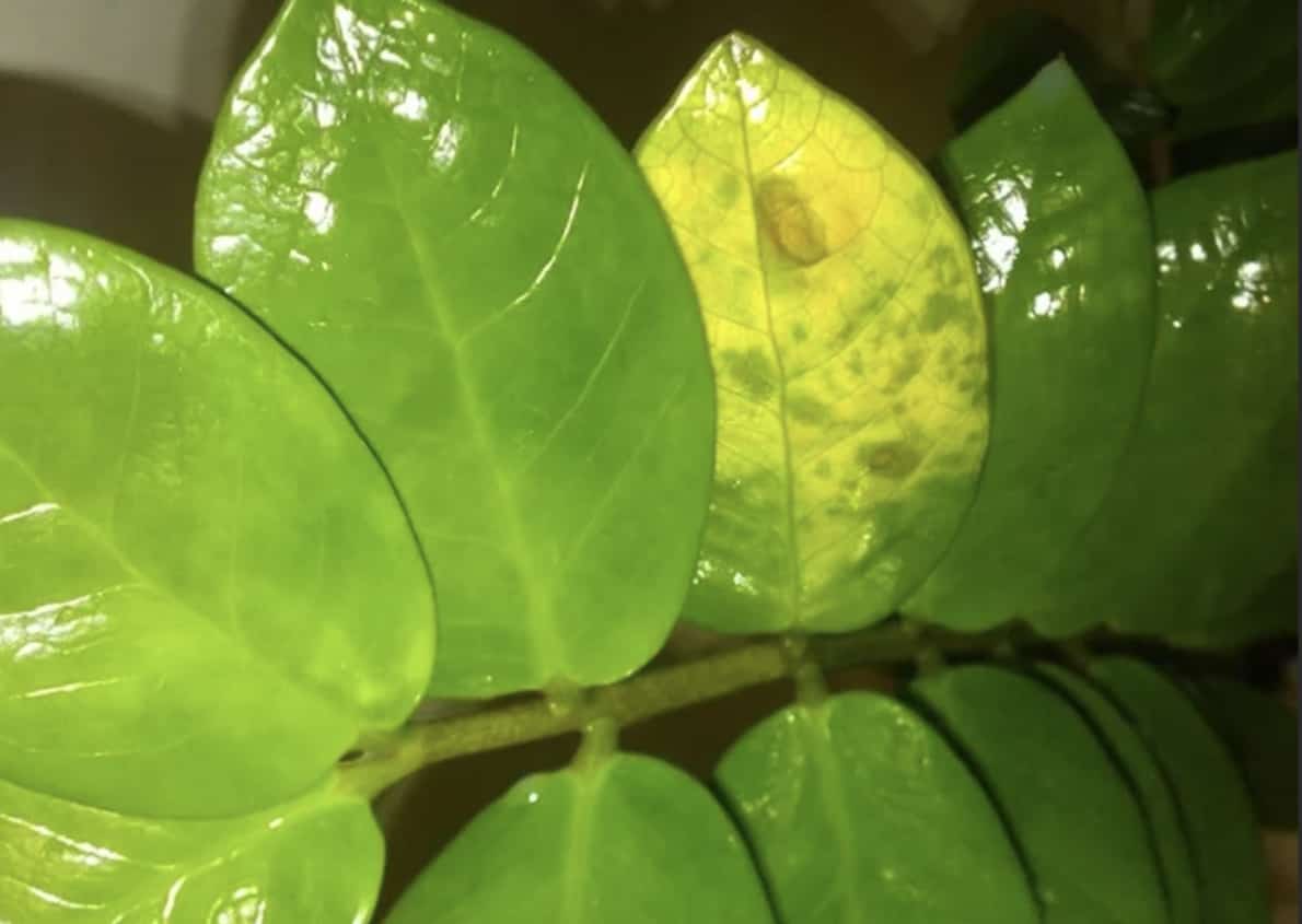Что делать, если у замиокулькаса желтею и сохнут листья?