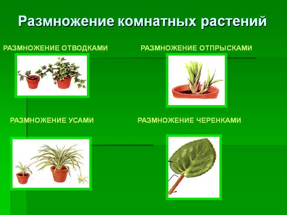Гастерия: описание растения, уход в домашних условиях, виды и фото selo.guru — интернет портал о сельском хозяйстве