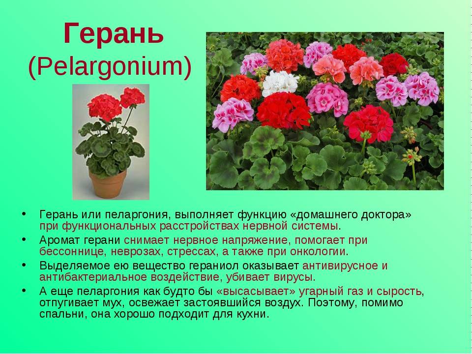 Классификация современных пеларгоний и их выращивание из семян
