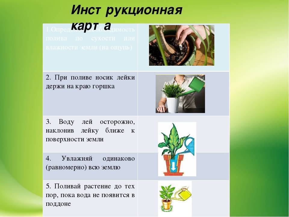 Цветок пентас: выращивание из семян в домашних условиях, уход (фото)