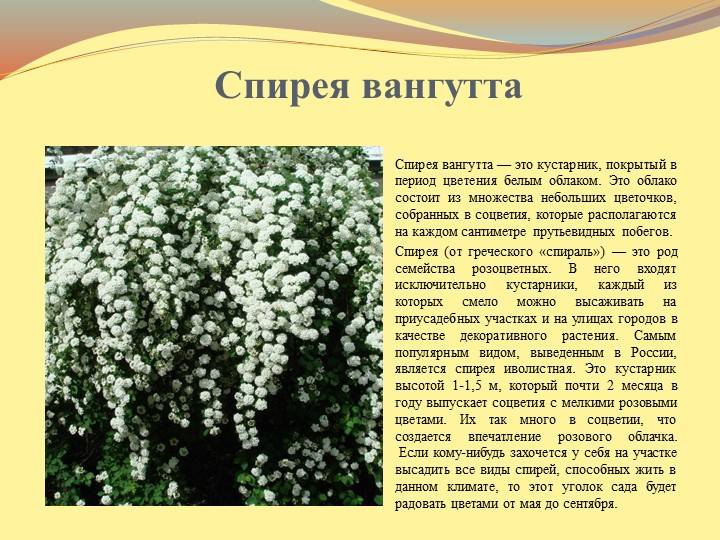 Спирея Вангутта — ботаническое описание и сорта