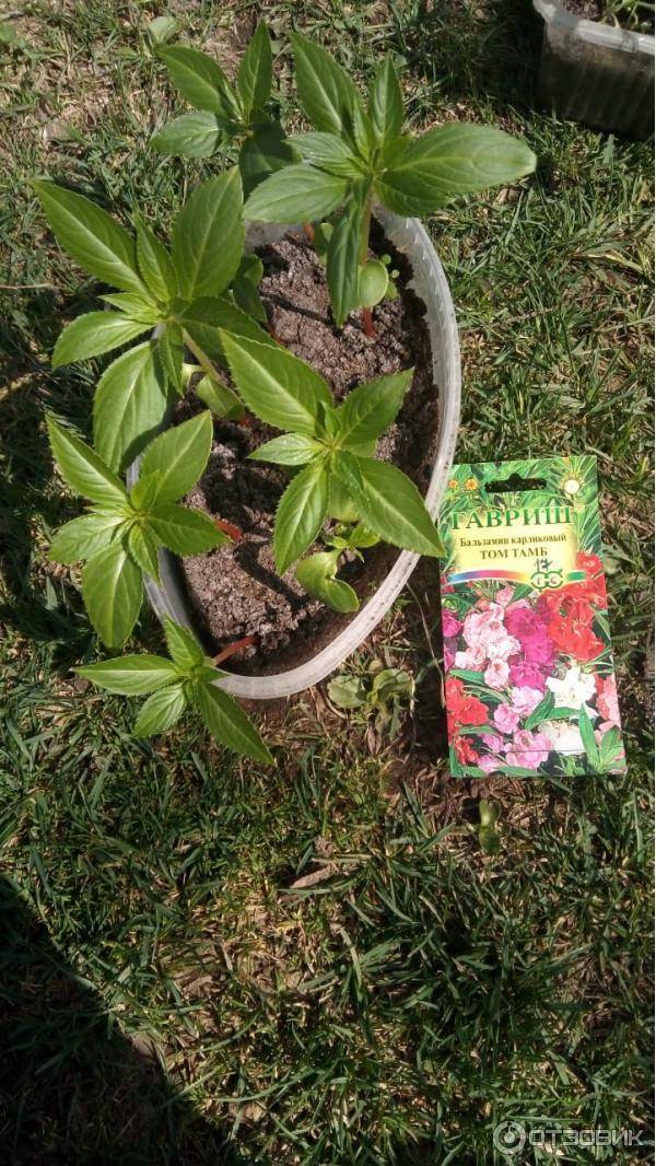 Благородный бальзамин: простые рекомендации по выращиванию молодых растений из семян в домашних условиях