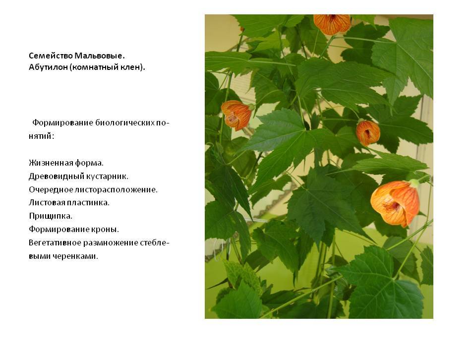 Цветы семейства мальвовых фото – семейство мальвовые (malvaceae) - это... что такое семейство мальвовые (malvaceae)?