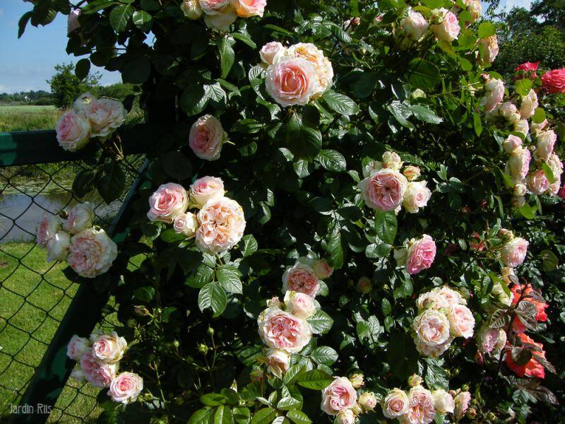 Плетистая роза цезарь, фото и описание