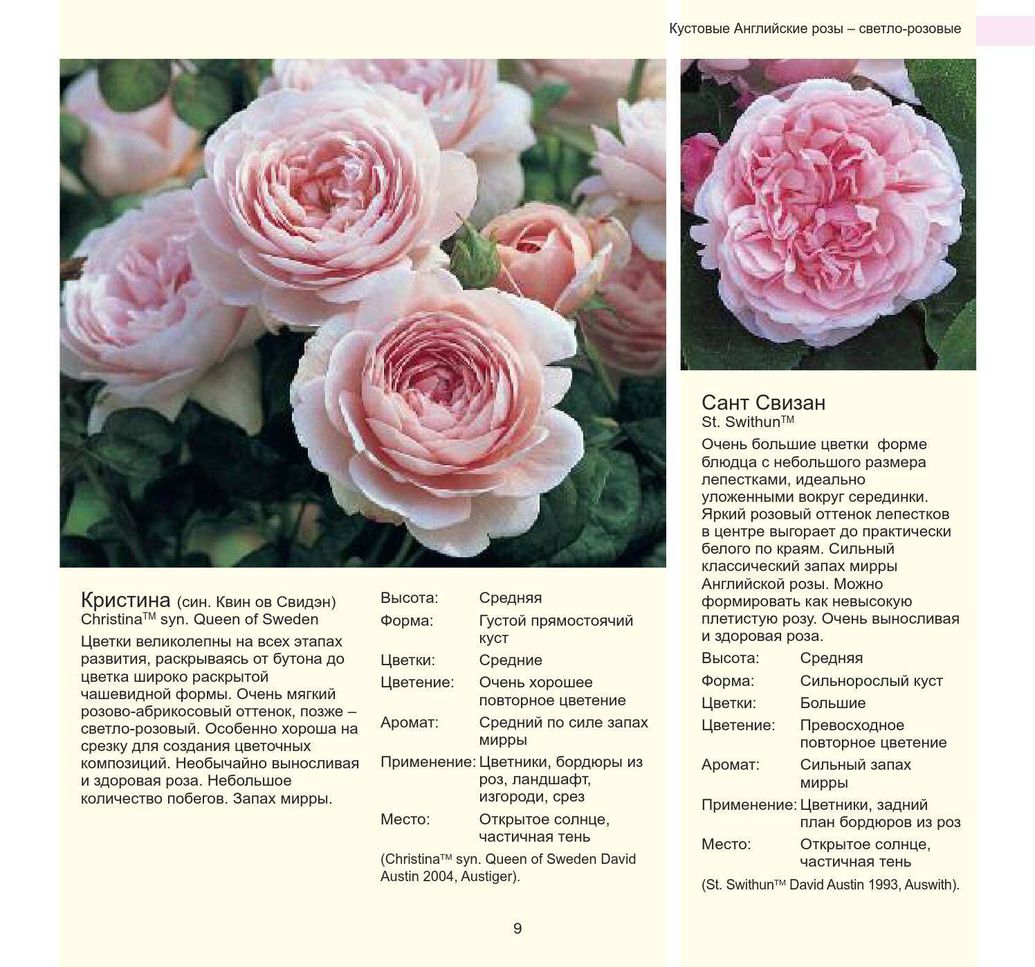Роза джульетта (juliet): фото и описание, отзывы об английском цветке, видео