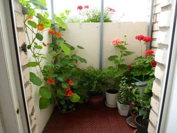 Выращивание настурции на балконе из семян – пошаговая инструкция