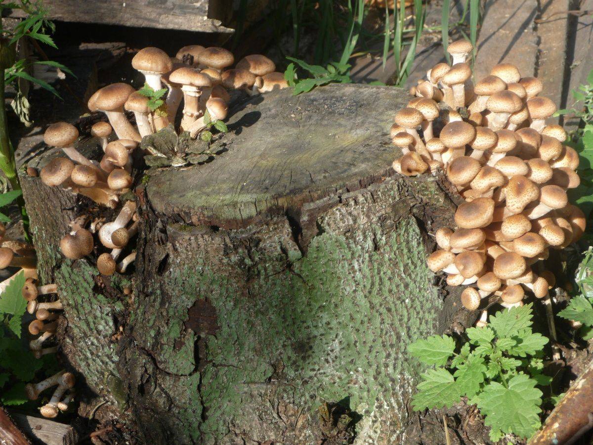 Выращивание грибов на даче подборка из лучших