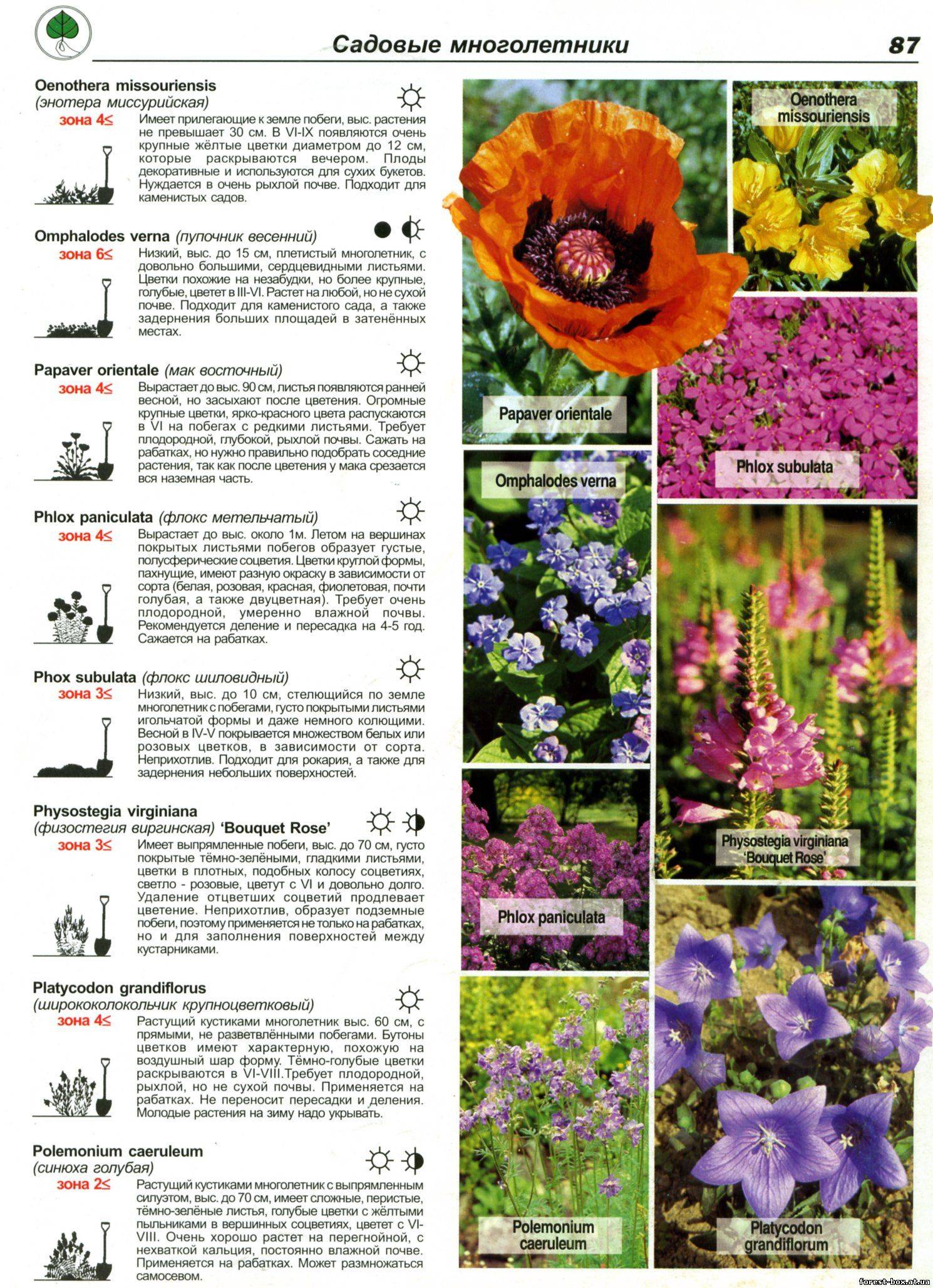 Цветок садовый многолетний каталог