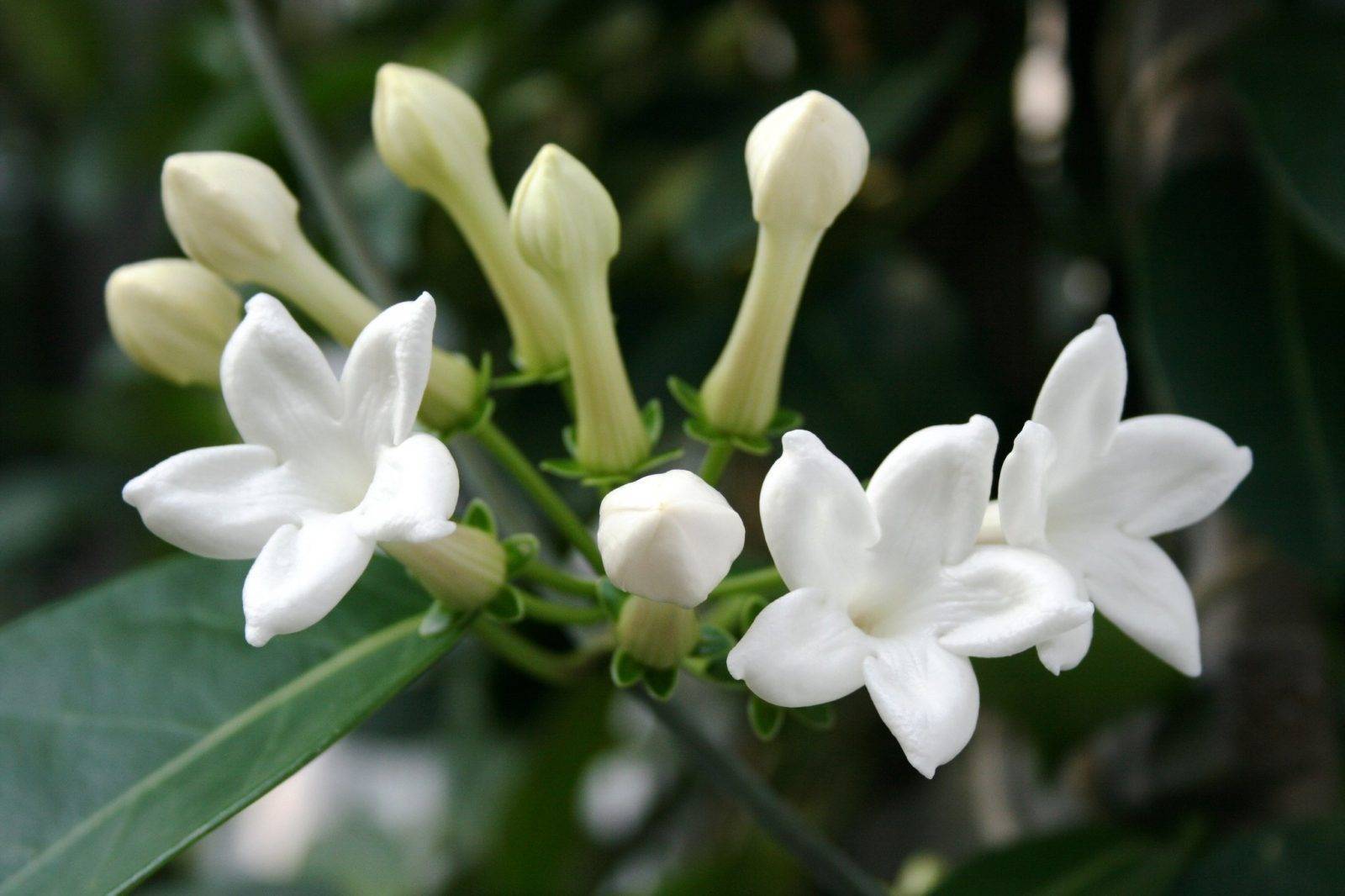 Цветок стефанотис: как ухаживать за ним дома и почему не он цветет