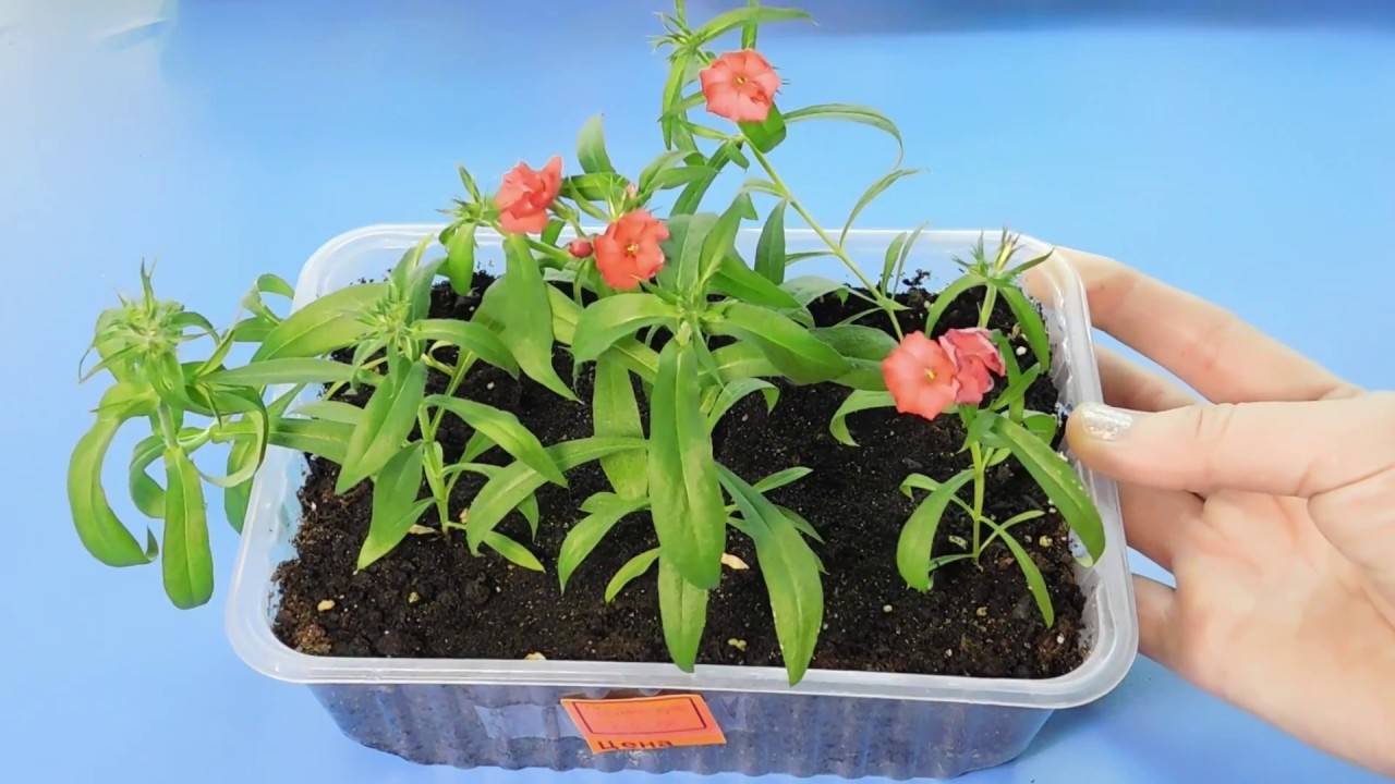 Флокс друммонда: выращивание из семян, когда сажать. описание, посадка и уход