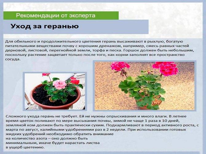 Пеларгония Грандифлора — уход за цветком в домашних условиях