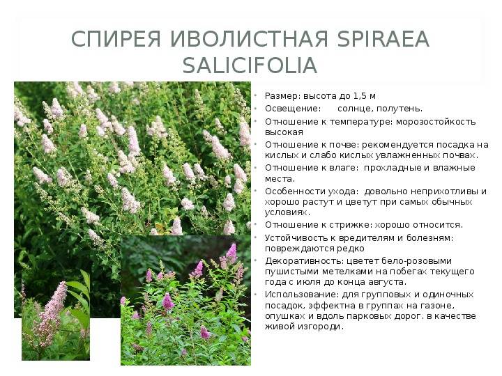 Спирея билларда: фото и описание сорта, особенности посадки и ухода в открытом грунте