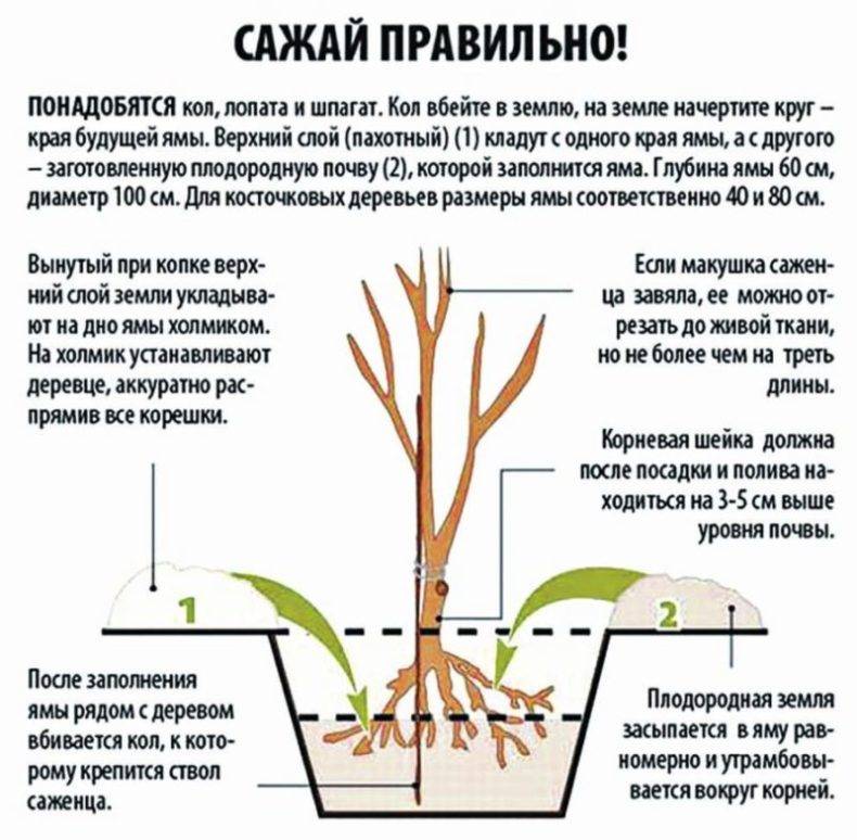 Красивые деревья для сада: фото, как подобрать, ухаживать, расположить | o-builder.ru