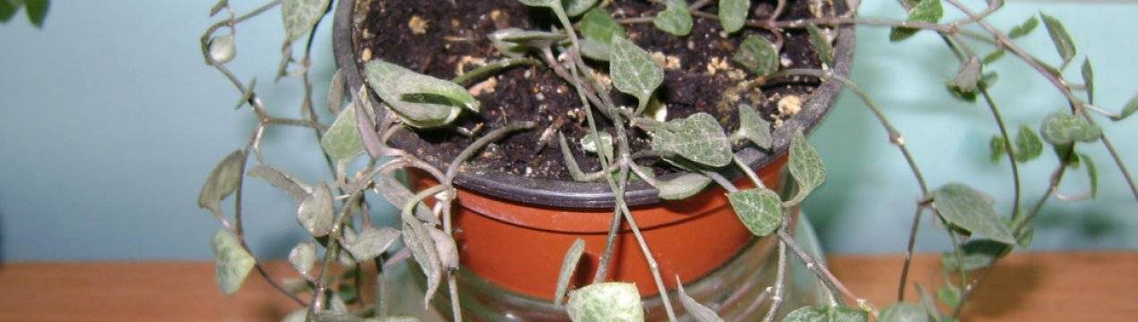 Комнатный цветок церопегия или канделябр: как вырастить суккулентную лиану