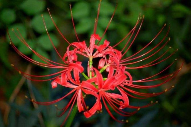 Ликорис цветок (Lycoris) — значение растения в различных культурах