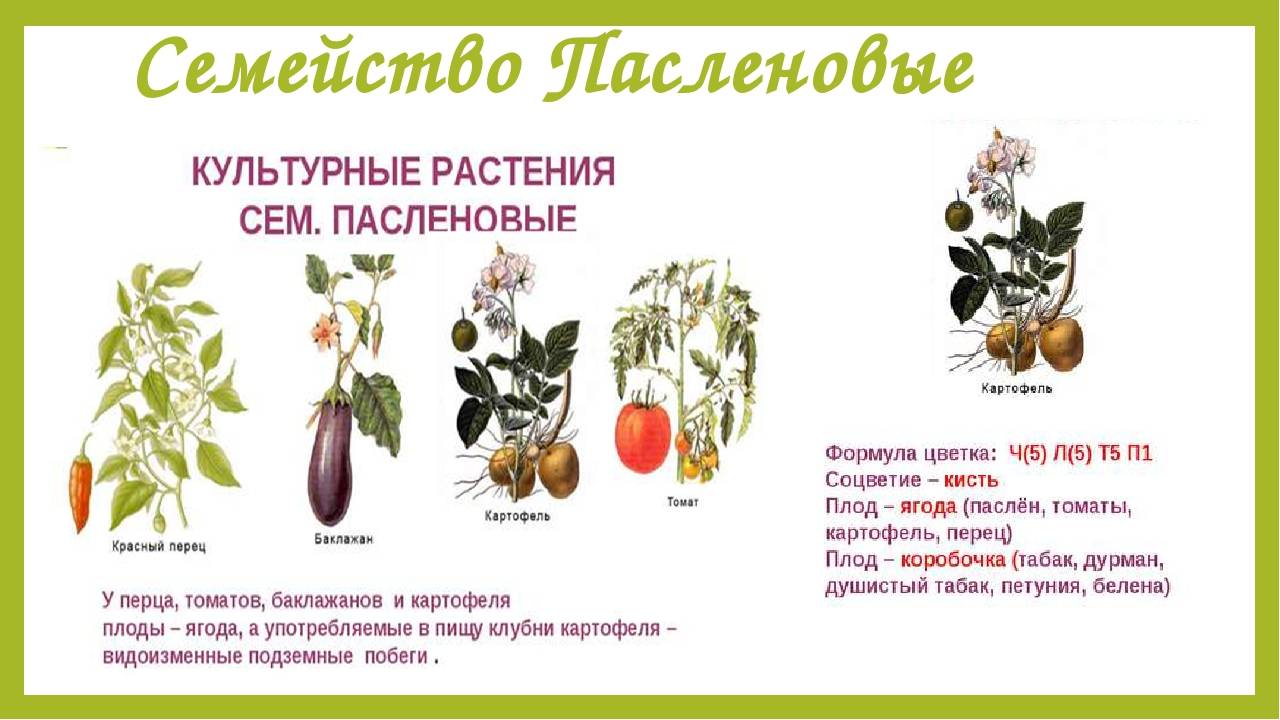 Семейство пасленовые: овощи. список, описание, характеристики. помидоры, картофель, баклажаны - sadovnikam.ru