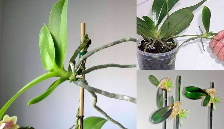 Размножение орхидеи цветоносом: как размножить фаленопсис детками и черенками в домашних условиях, как заставить цветок выпустить отросток и как его вырастить?
