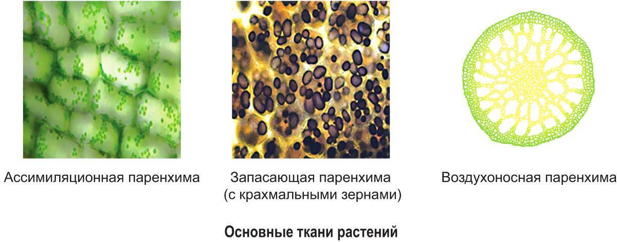 Основная ткань растений. Основная запасающая ткань растений. Образовательная ткань запасающая паренхима. Основная воздухоносная ткань у растений. Основная ткань запасающая паренхима.