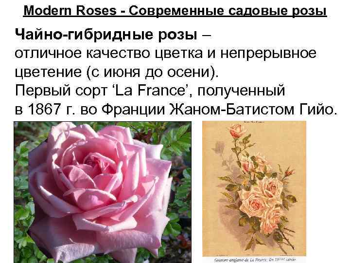 ✅ о розе абракадабра (abracadabra ): описание чайно-гибридной плетистой розы