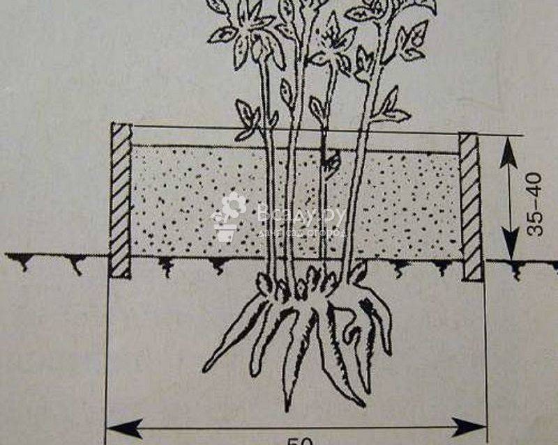 Древовидный пион: особенности выращивания и ухода