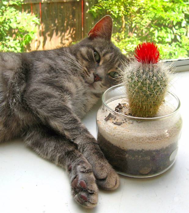 Кот-цветовод: о зеленых витаминах для котов и кошек