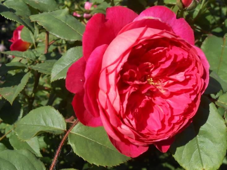 Английские розы — история, характеристика, сорта, уход и посадка