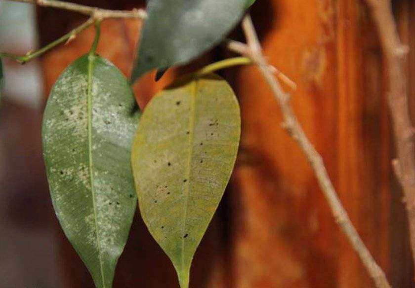 Болезни и вредители фикуса: почему желтеют, опадают, сбрасывает листья selo.guru — интернет портал о сельском хозяйстве