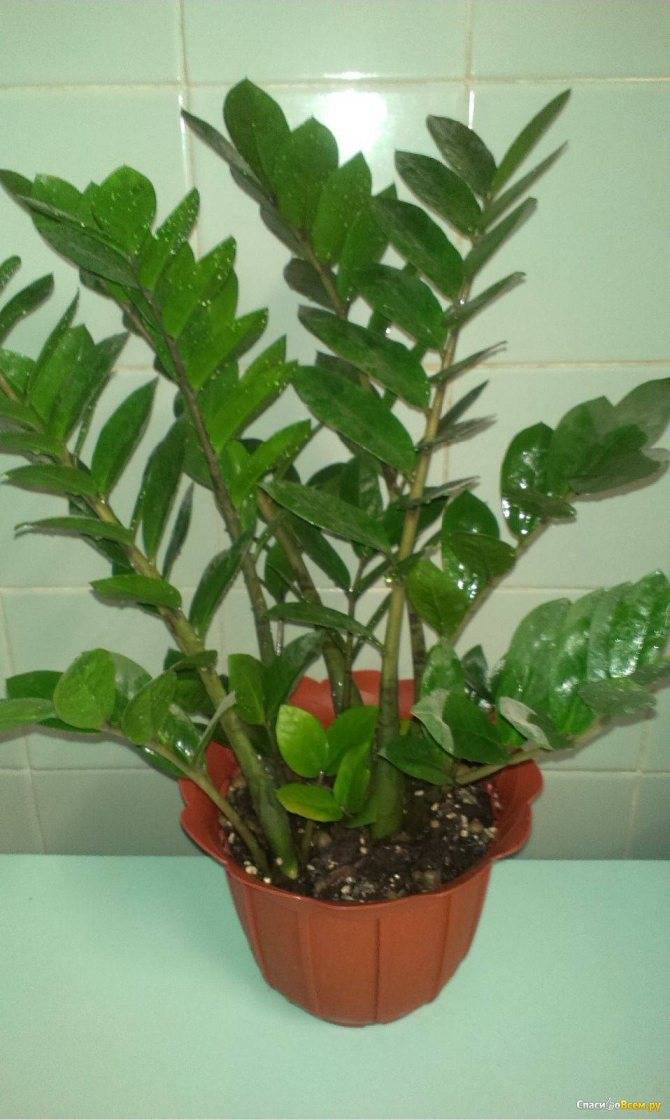 Замиокулькас (цветок безбрачия): приметы и суеверия, можно ли держать дома долларовое дерево