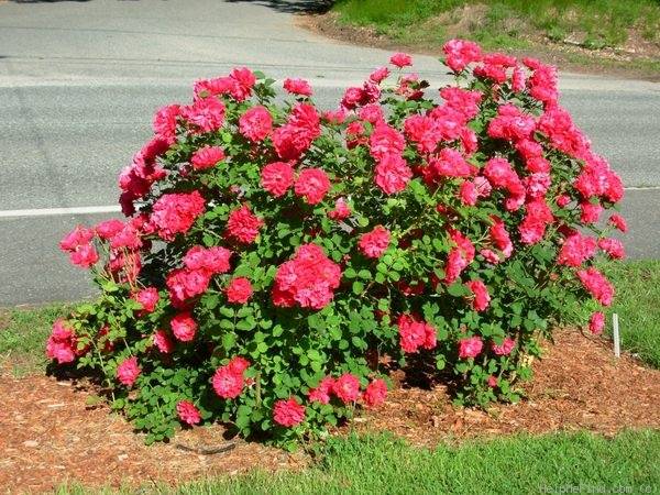 Описание канадской парковой розы джон франклин: как выращивать, правила ухода