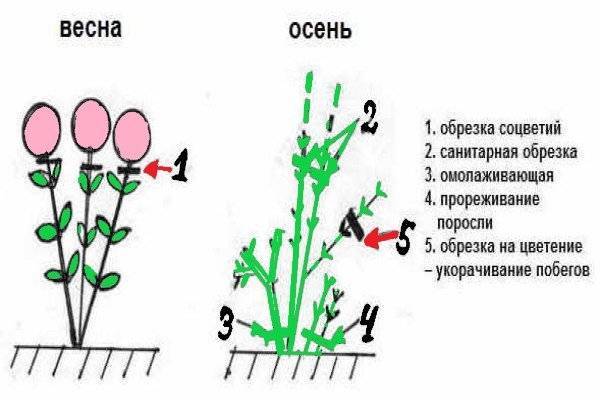 Как правильно посадить гортензию метельчатую весной в открытый грунт