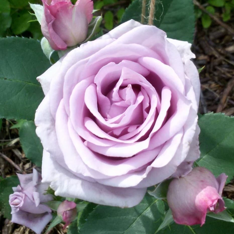 Роза индиголетта (indigoletta): фото, отзывы, описание, характеристики.