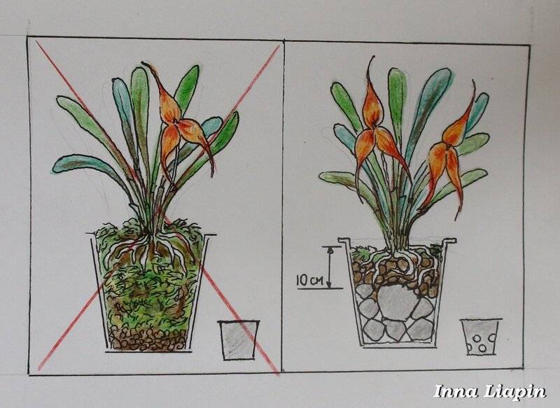 Выращиваем экзотический цветок на подоконнике — уход за орхидеей в домашних условиях