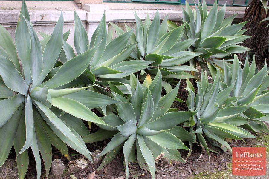 Растение агава (agave): описание рода, особенности суккулента
